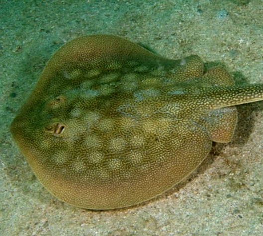 California Round Ray