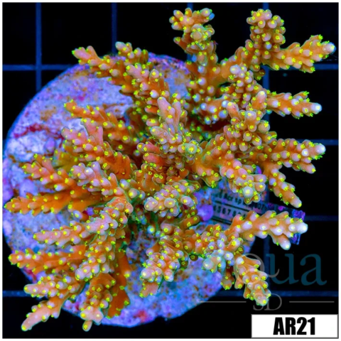 Candlelight Acropora Colony