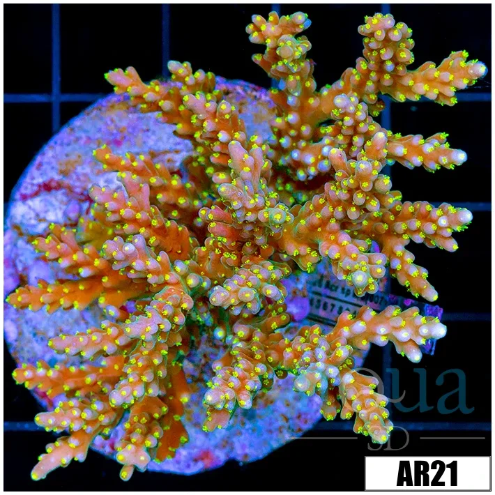Candlelight Acropora Colony