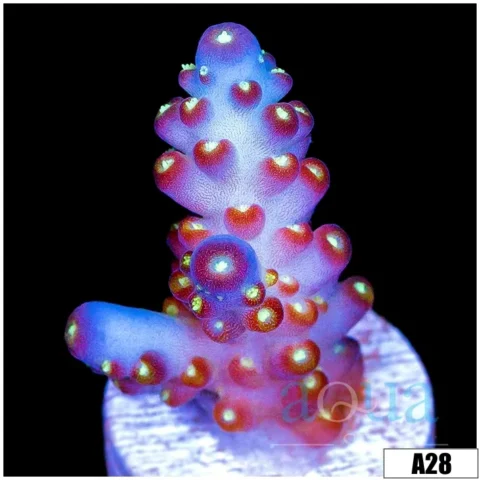 Candlelight Acropora