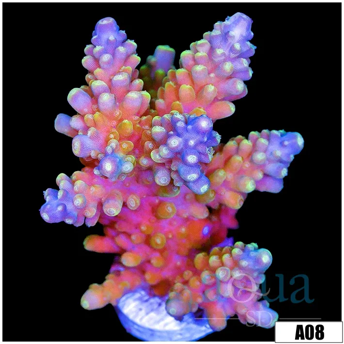 Candlelight Acropora - Image 2