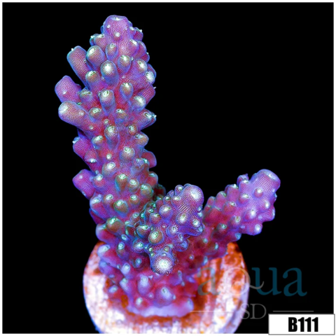 Candlelight Tort Acropora