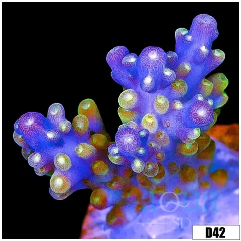 Candlelight Tort Acropora