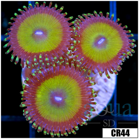 Candy Apple Zoas