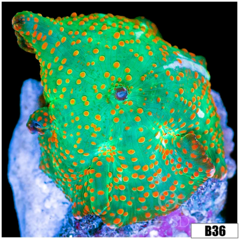 Chicken Pox Discosoma