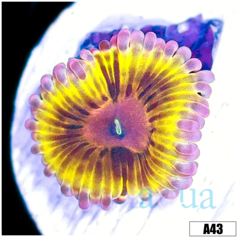 Chiquita Zoanthids