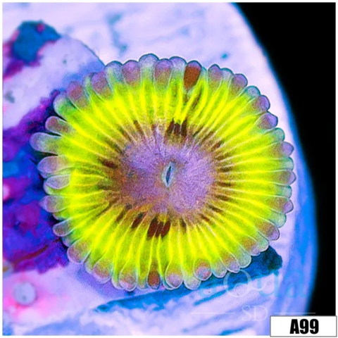 Chiquita Zoanthids