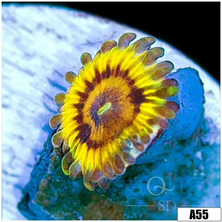 Chiquita Zoas Multiples Available
