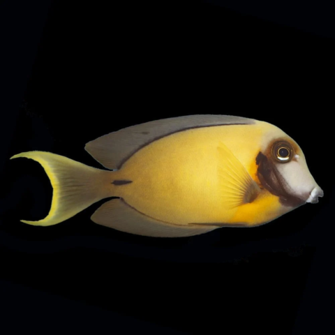 Chocolate Tang