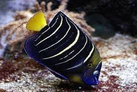 Chrysurus Angelfish