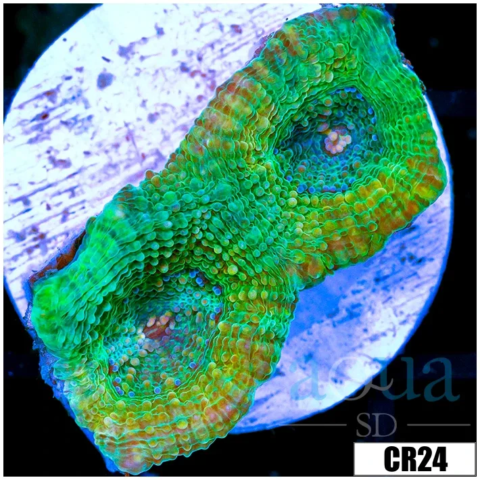 Citrus Acan Echinata