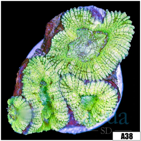 Citrus Acan Lord