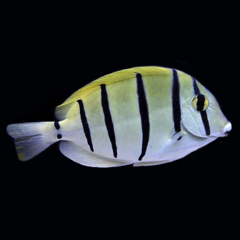 Convict Tang