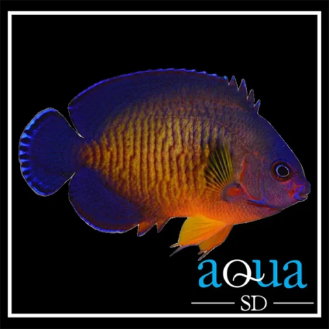 Coral Beauty Angel - Centropyge bispinosus