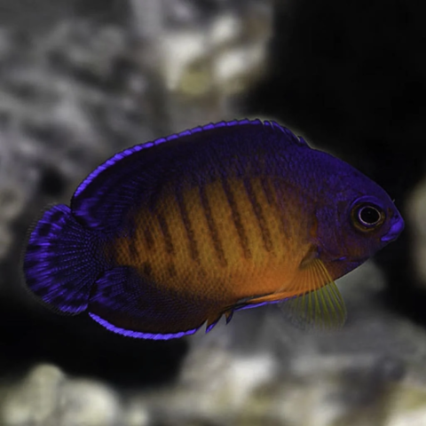 Coral Beauty Angelfish