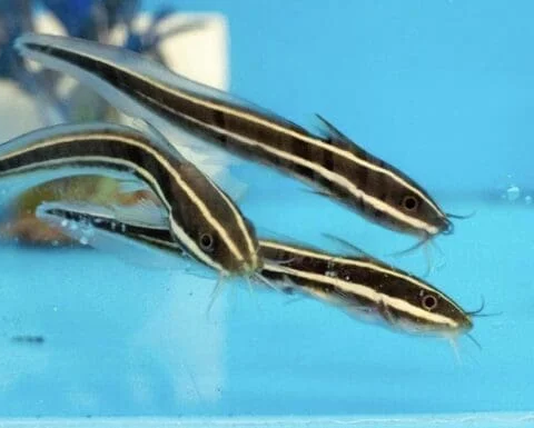 Coral Cat Fish