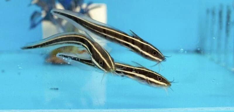 Coral Cat Fish