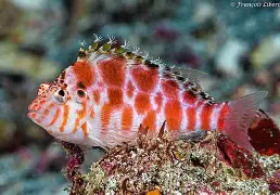 Coral/Spotted Hawk
