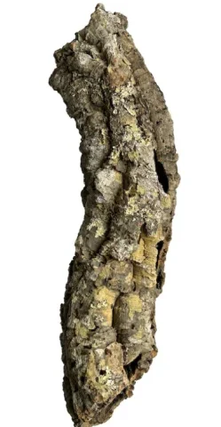 Cork Bark Roll 10-25cm Diameter (Per Lbs)