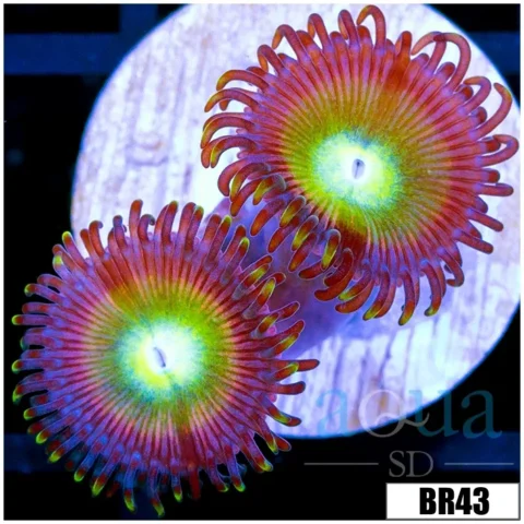 Cotton Candy Apple Zoa