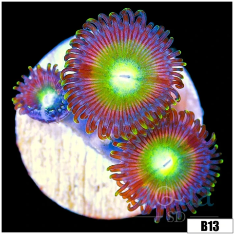 Cotton Candy Apple Zoas