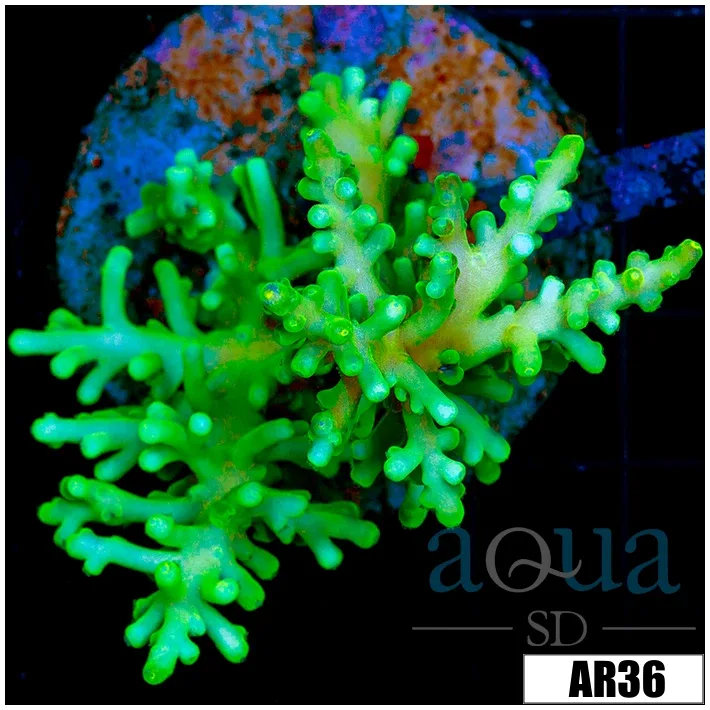 Deep Water Emerald Tort Colony - Image 2