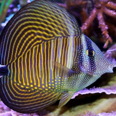 Desjardini Tang Africa