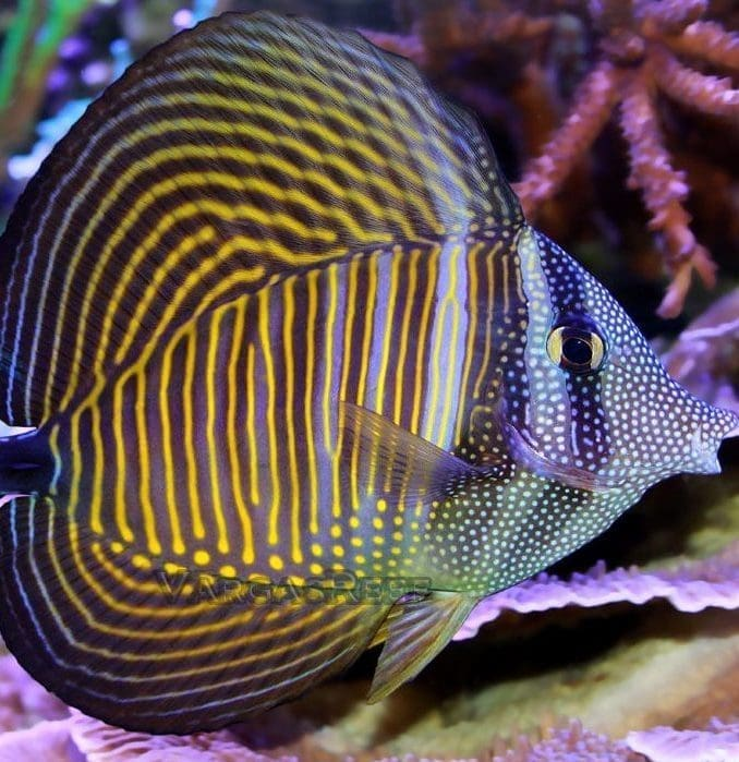 Desjardini Tang Africa