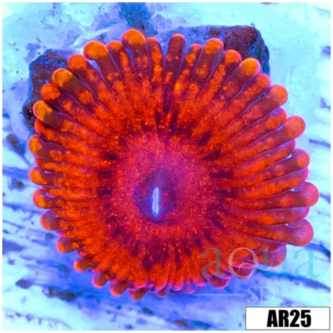 Devils Armor Zoas