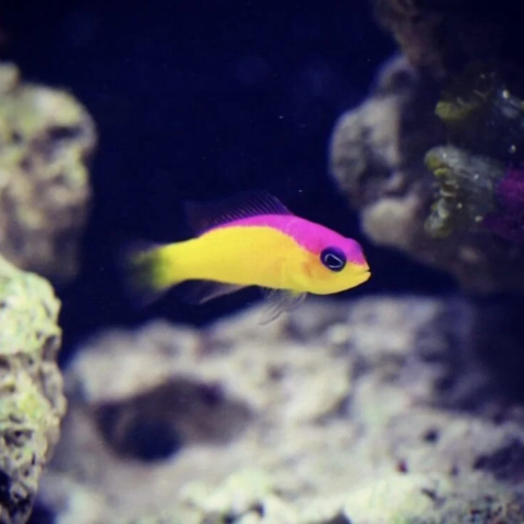 Diadema Dottyback