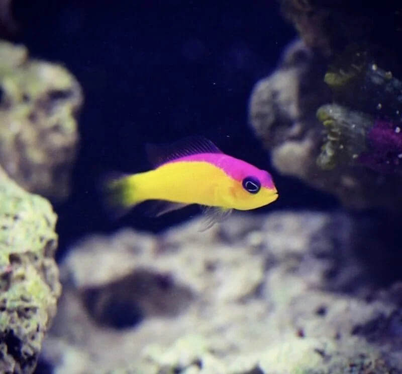 Diadema Dottyback