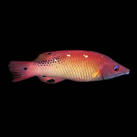 Dianas HogFish Sm & Md