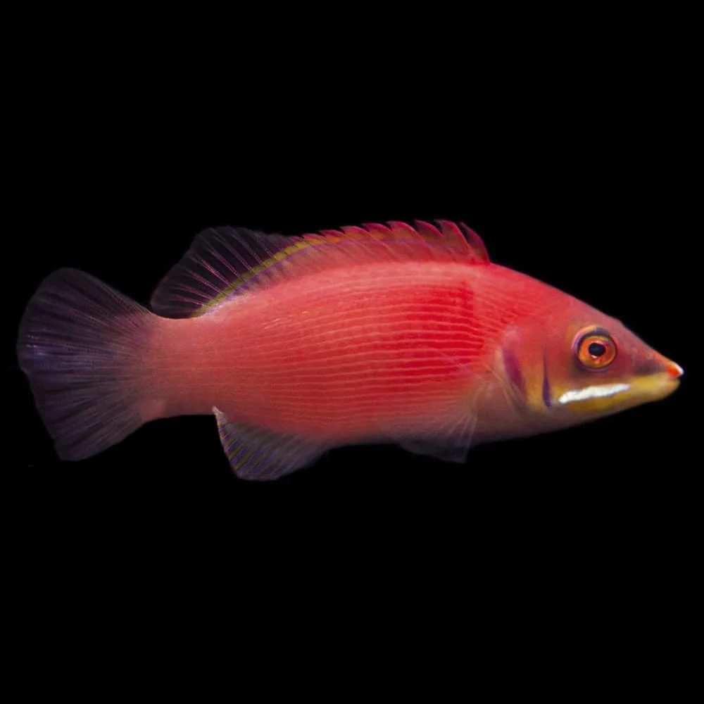 Disappearing Wrasse
