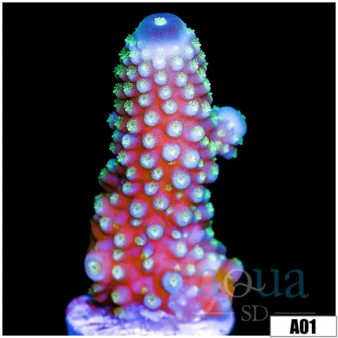 Discoball Acropora
