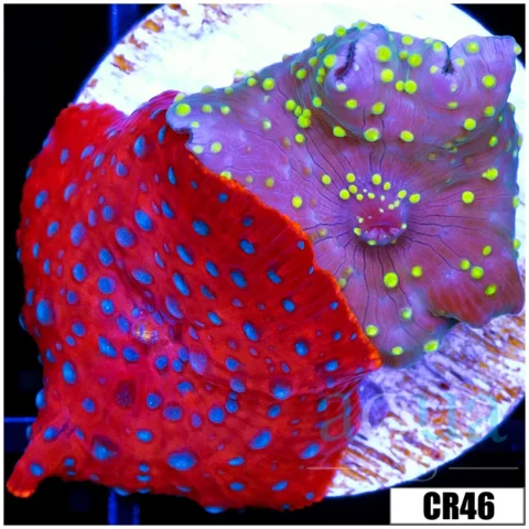 Discosoma Combo Frag