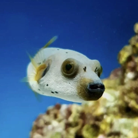 Dogface Puffer