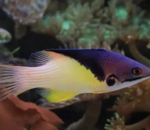 Eclipse Hogfish / Coral Hogfish Med