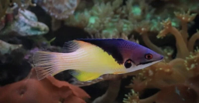 Eclipse Hogfish / Coral Hogfish Med