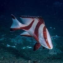 Emperor Snapper
