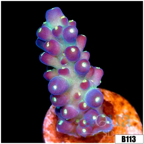 Enchanted Candlelight Tort Acropora