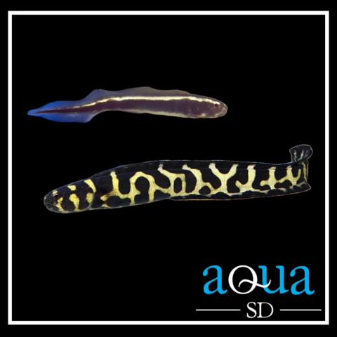 Engineer (Neon) Goby - Pholidychtys luecotaenia