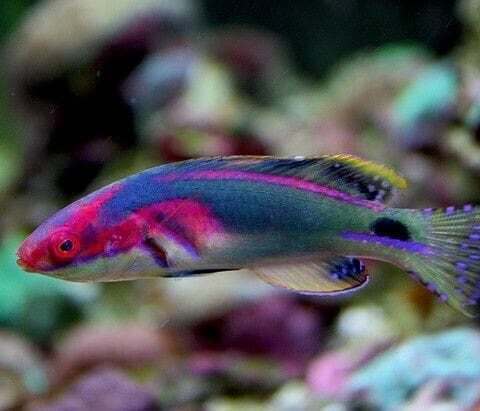 Exquisite Wrasse Male (Africa)