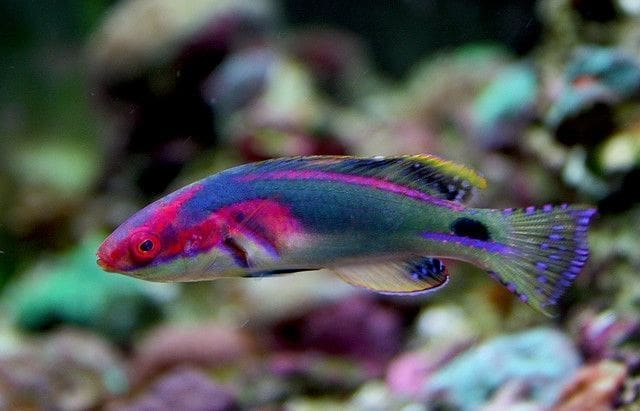 Exquisite Wrasse Male (Africa)