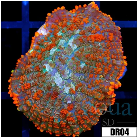 Fire Rhodactis Mushroom