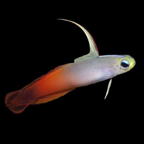 Firefish Goby