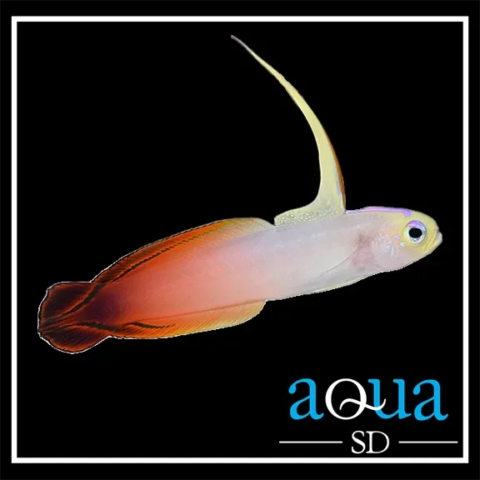 Firefish Goby - Nemateleotris magnifica
