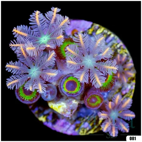 Firework Clove Polyps Multiples Available
