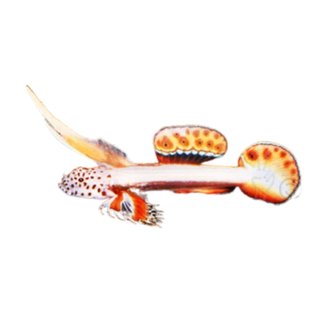 Flaming Prawn Goby