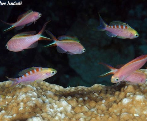 Flavo Anthias
