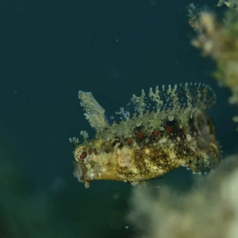 Floral Blenny